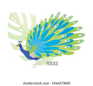 Vector cartoon tropical bird isolated white background  peacock  Bird sticker  Flat illustration