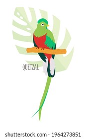 Vektor-Cartoon tropischen Vogel einzeln auf weißem Hintergrund, Quetzal. Vogelaufkleber. Flache Illustration