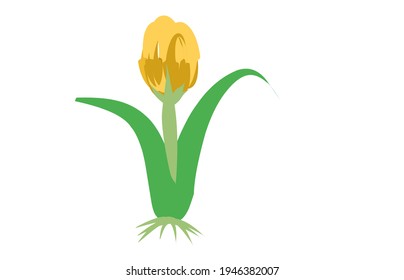 Vector cartoon tulip flower on white background