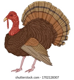 Vector Cartoon Turkey. Farm Bird Illustration.