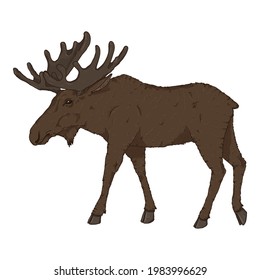 Vector Cartoon Walking Moose on White Background