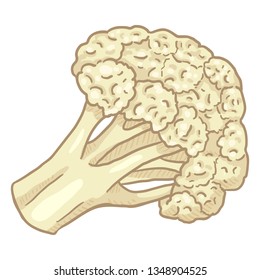 Vector Cartoon White Cauliflower