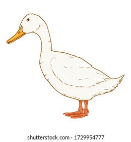 Vector Cartoon White Duck Illustration