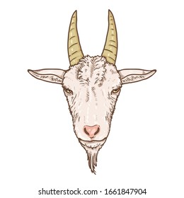 Vector Cartoon White Goat Head. Front View