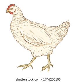 Vector Cartoon White Hen. Poultry Illustration.