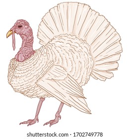 Dibujo vectorial Turquía blanca. Ilustración de aves de granja.