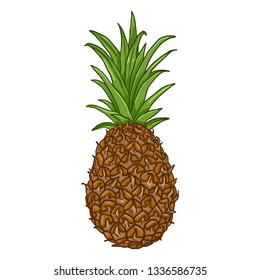 Vector Cartoon Whole Pineapple