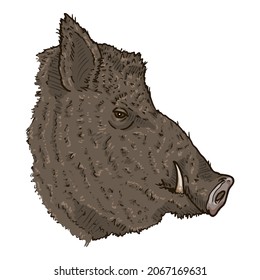 Vector Cartoon Wild Boars Head Illustration. Side View.