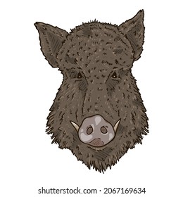 Vector Cartoon Wild Boars Head Illustration. Front View.