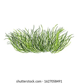 Vector Cartoon Wild Growth Green Grass on White Background