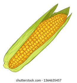 Vector Cartoon Yellow Corn Cob with Green Leaves