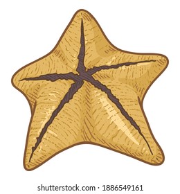 Vector Cartoon Yellow Starfish Illustration