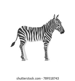 vector cartoon zebra isolated at white background, hand drawn illustration