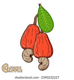 Ilustración a mano de manzanas de cajú vectorial