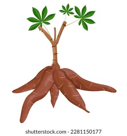 Vector cassava root Manihot esculenta, manioc and leaves, tapioca, cassava rhizomes isolated on white background