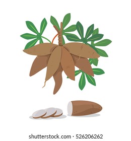 Vector of cassava root and cassava pieces.