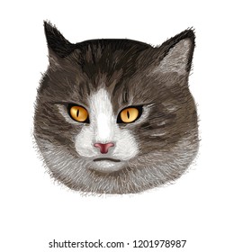 vector cat head with yellow eyes