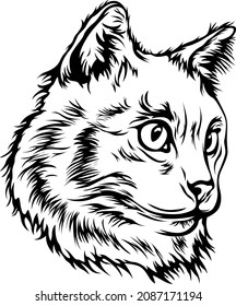 Vector cat isolated illustration. Black color on white background image.