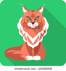 Vector Cat Maine Coon (American Longhair) icon flat design