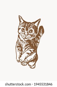 Vector cat on sepia background, vector  pet	