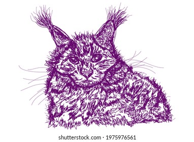 vector cat portrait illustration, wallpaper and background