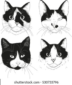 Vector cat set. Four illustration cats