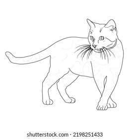 Vector Cat, Very easy to reprocess. can be used for learning education, coloring books, etc