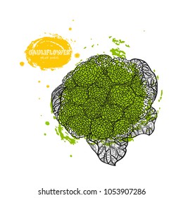 Vector cauliflower hand drawn illustration in the style of engraving. Detailed vegetarian food drawing. Farm market product. Grunge illustration for create the menu, recipes, decorating kitchen items