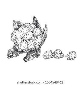 Vector cauliflower in line art style.