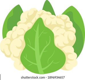 Vector cauliflower. Vegetable illustration for farm market menu. Healthy food design