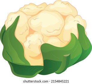Vector cauliflower. Vegetable illustration for farm market menu. Healthy food design