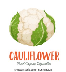 Vector cauliflower . Vegetable illustration for farm market menu. Healthy food design