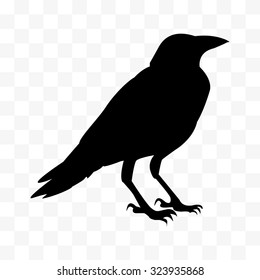 vector Cawing raven, Silhouette of the crow standing.