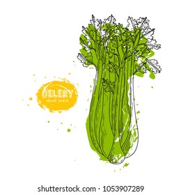 Vector celery hand drawn illustration in the style of engraving. Detailed vegetarian food drawing. Farm market product. Grunge illustration for create the menu, recipes, decorating kitchen items