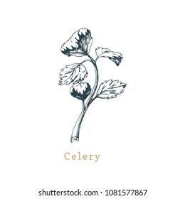 Vector celery sketch. Drawn spice herb. Botanical illustration of organic, eco plant. Used for farm sticker, shop label etc.