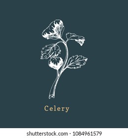 Vector celery sketch. Drawn spice herb. Botanical illustration of organic, eco plant. Used for farm sticker, shop label etc.