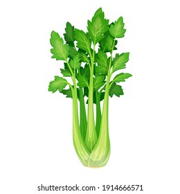 Vector celery. Vegetable illustration for farm market menu. Healthy food design