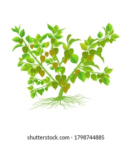 El vector Ceplukan es el nombre de una pequeña fruta que cuando se cocina se cubre con el aumento de los pétalos de flores. Esta pequeña fruta crece en Indonesia
