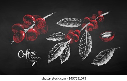 Vector chalk drawn illustration set of coffee branch with berries and leaves in black and white and red color on chalkboard background.