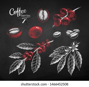 Vector chalk drawn illustration set of coffee branch with berries and leaves in black and white and red colors on chalkboard background.