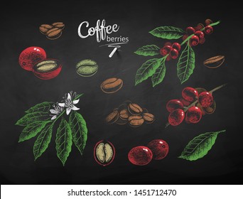 Vector chalk drawn set of illustrations of coffee leaves, berries and beans on chalkboard background.