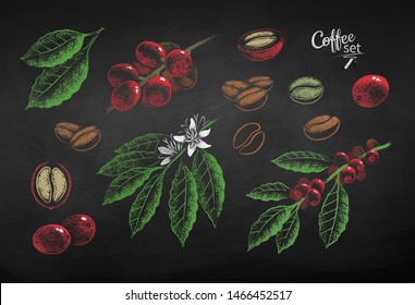 Vector chalk drawn set of illustrations of coffee berries, leaves and beans on chalkboard background.