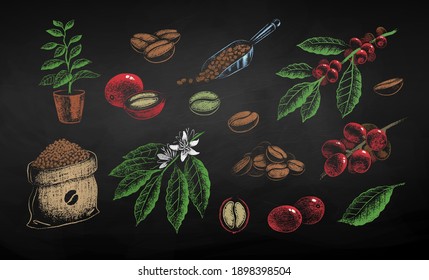 Vector chalk drawn set of illustrations of coffee beans, sack and leaves on chalkboard background.