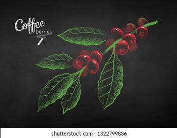 Vector chalk drawn sketch of coffee branch with berries and leaves on chalkboard background.