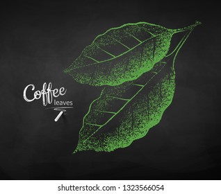Vector chalk drawn sketch of coffee  leaves on chalkboard background.