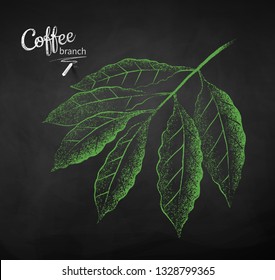 Vector chalk drawn sketch of coffee branch with leaves on chalkboard background.