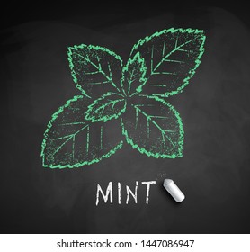 Vector chalk drawn sketch of Mint leaf with piece of chalk on chalkboard background.