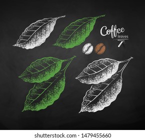 Vector chalk drawn sketches of coffee leaves on chalkboard background.