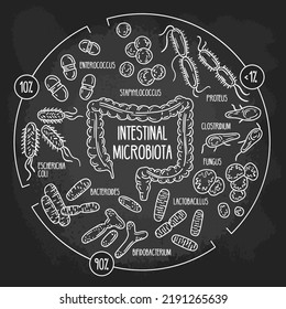 Vector chalk infographics of the human intestinal flora on the blackboard. Normal, opportunistic, pathogenic gut microbiota of the digestive tract. Microorganisms in the colon hand drawn scheme.