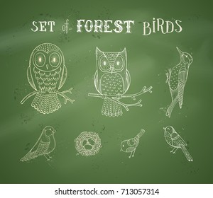Vector chalk set of forest birds on blackboard background. Cute owls on branches, nest with eggs, woodpecker, bullfinch and other birds. Hand-drawn woodland collection.